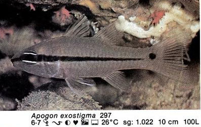 Apogon exostigma